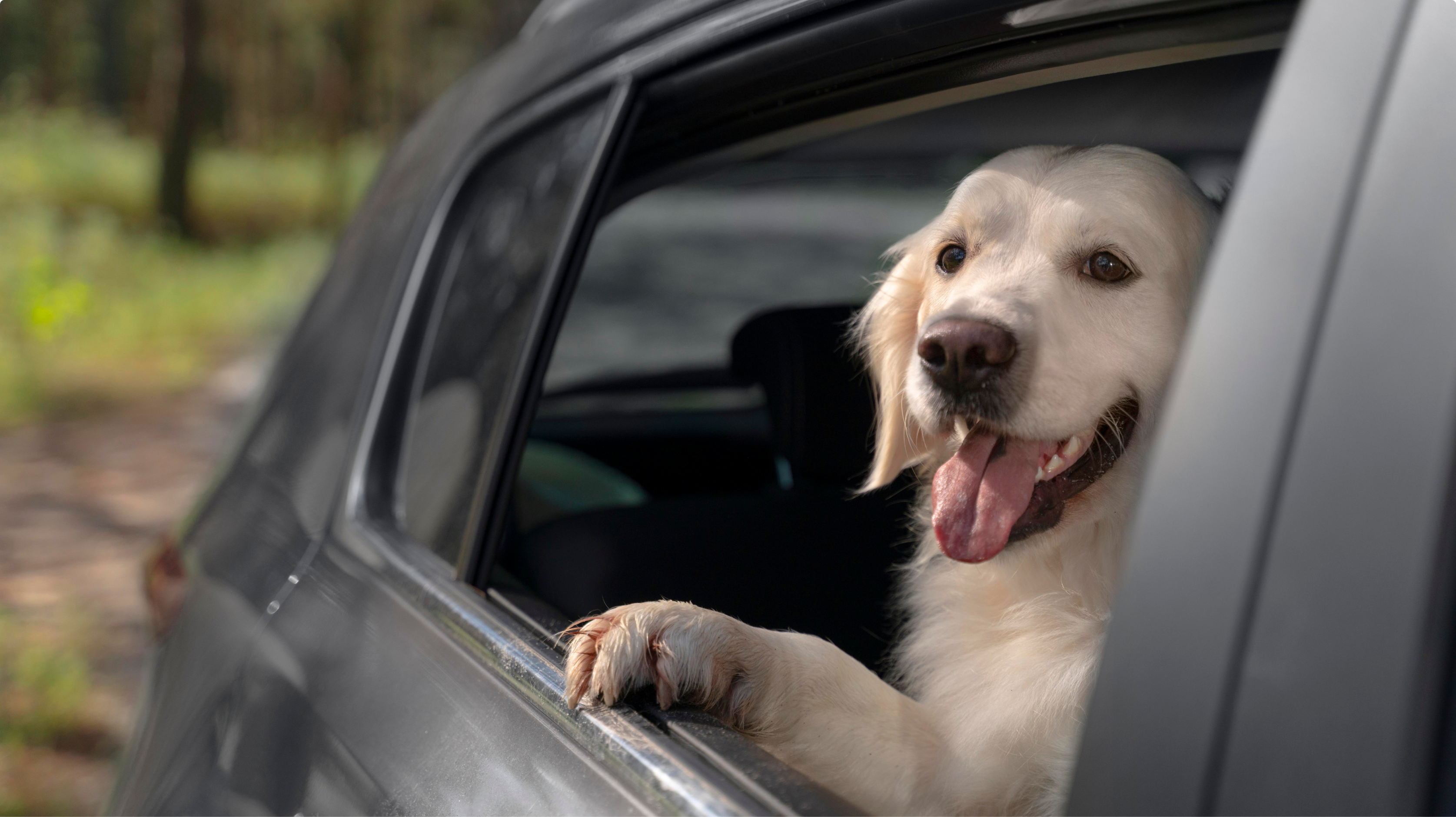 Imagem de um cachorro dentro de um carro