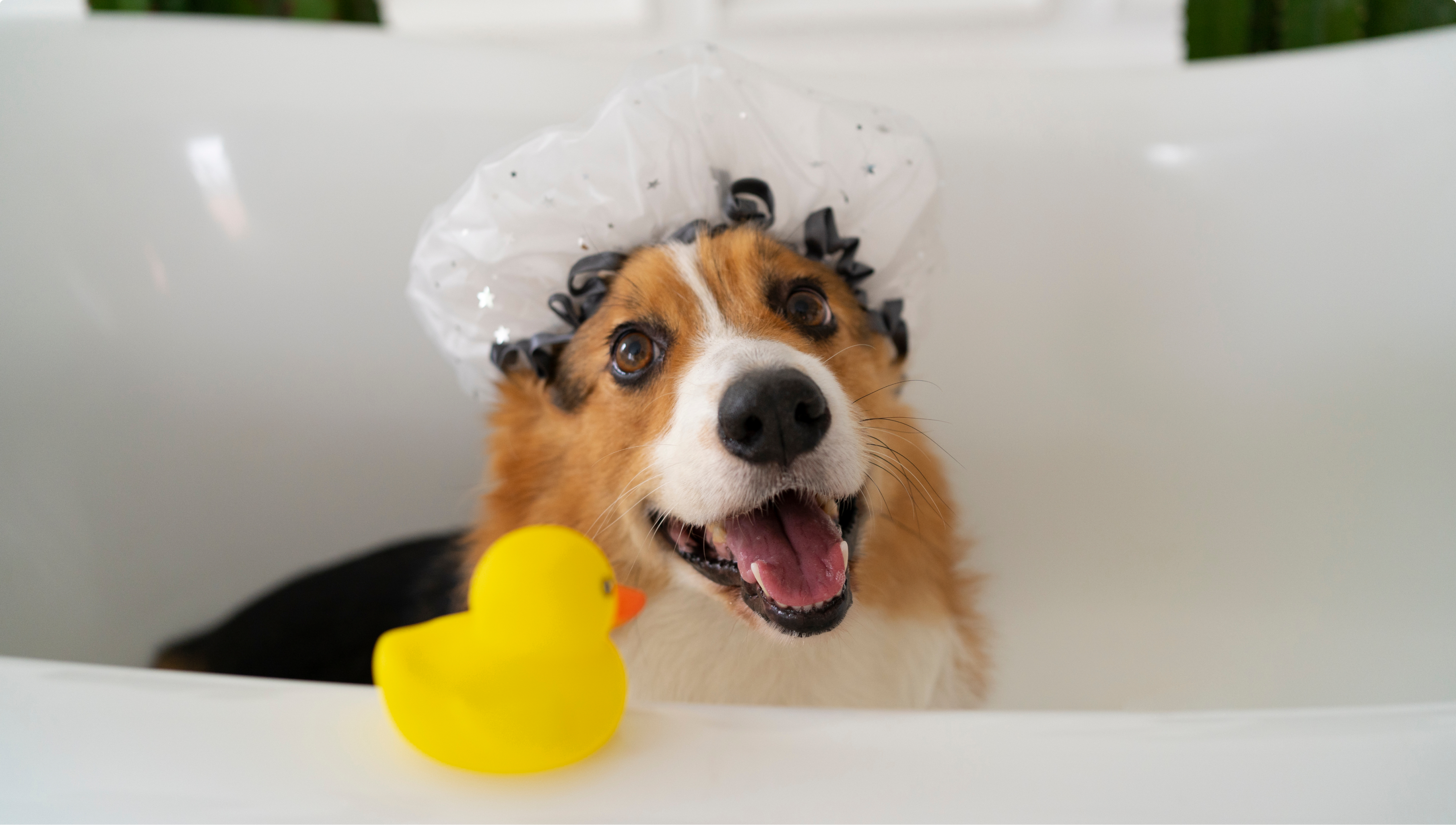 Imagem de um cachorro tomando banho com touca